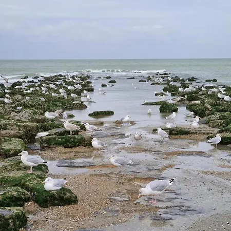 Near Sea And Dunes, Cleaning Included
