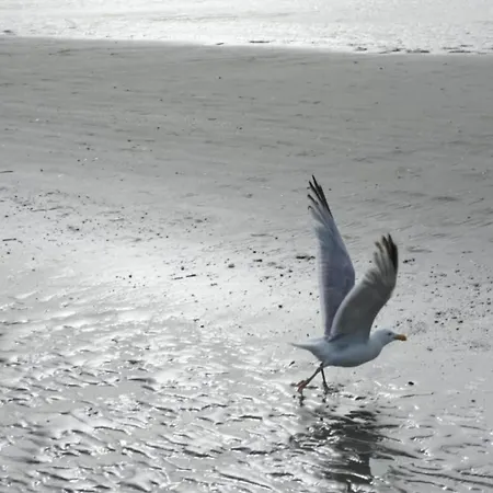 Near Sea And Dunes, Cleaning Included *